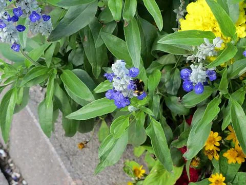 Bumblebee on flowers Stock-Fotos