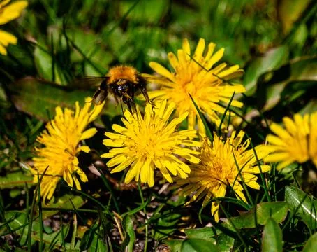 Bumblebee on flowers Stock Photos