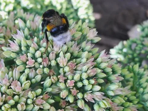 A bumblebee on the flowers Stock Photos