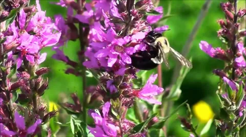 Bumblebee flowers pollen nectar Video stock 38047796