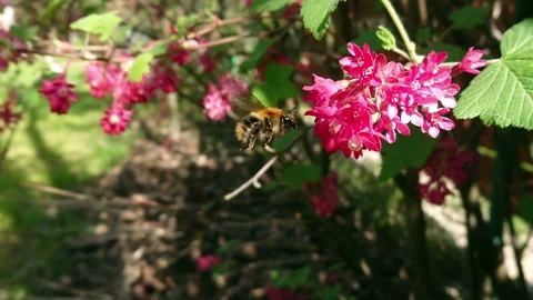 Bumblebee on flowers slow motion Stock Footage 129015679
