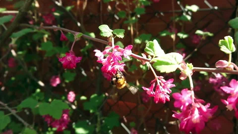 Bumblebee on flowers slow motion Stock Footage 129015703