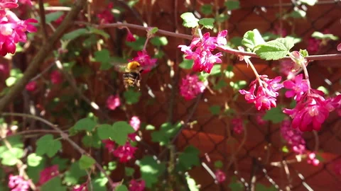 Bumblebee on flowers slow motion Stock Footage 129015738