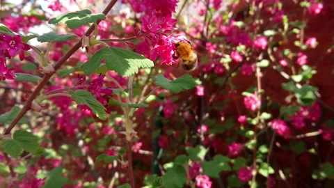 Bumblebee on flowers slow motion Stock Footage 129015762