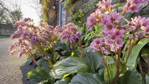 Bumblebee on the flowers on the sunset Stock Footage 200991610