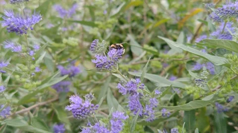 A bumblebee flutters on bright wildflowers close up Видео 317723357