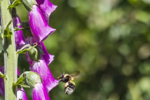 Bumblebee fly to Purple Foxglove Stock Photos