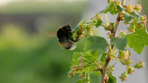Bumblebee flying and pollinating flowers Video stock 334543283