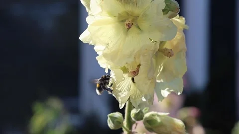 Bumblebee flying and pollinating a yellow hollyhock flower in slow motion Video stock 339278229