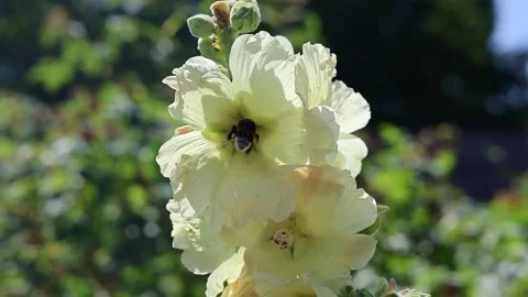 Bumblebee flying and pollinating a yellow flower in slow motion Video stock 341284165
