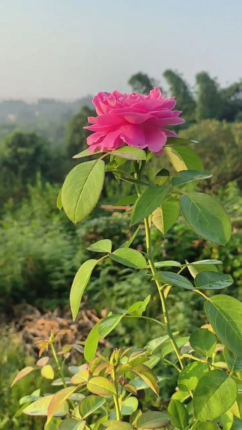 Bumblebee flying around a beautiful pink rose in a garden Video stock 343920427