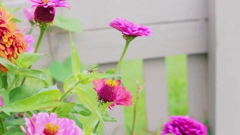 Bumblebee flying around flowers Stock Footage 78771378