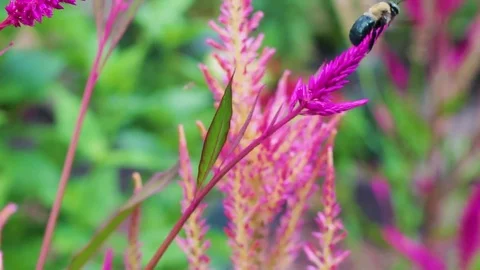 Bumblebee flying away from flower Stock Footage 78771395