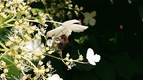 Bumblebee Flying Backwards Stock Footage 110857743