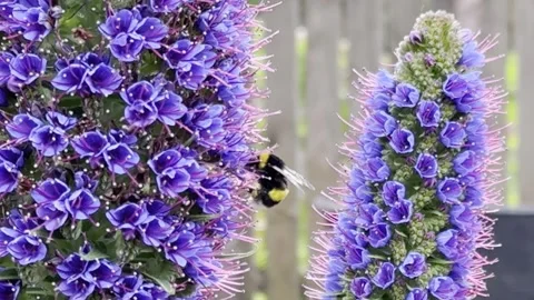 Bumblebee Flying Between Vibrant Purple Flowers - 4K Stock Footage 343556726