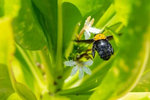 Bumblebee flying to flower chasing nectar Foto stock