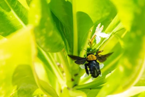 Bumblebee flying to flower chasing nectar Stock Photos