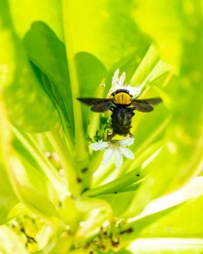 Bumblebee flying to flower chasing nectar Stock Photos
