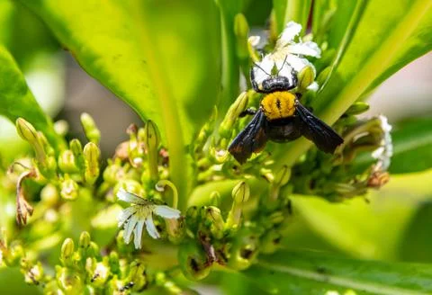 Bumblebee flying to flower chasing nectar Stock Photos