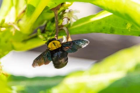 Bumblebee flying to flower chasing nectar Foto stock
