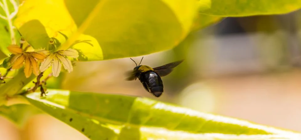 Bumblebee flying to flower chasing nectar Stock Photos