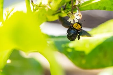 Bumblebee flying to flower chasing nectar Foto stock
