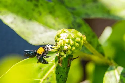 Bumblebee flying to flower chasing nectar Stock Photos