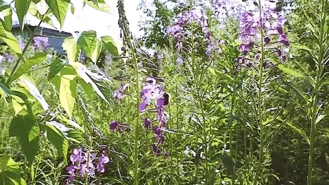 Bumblebee flying from flower to flower. Stock Footage 156937950
