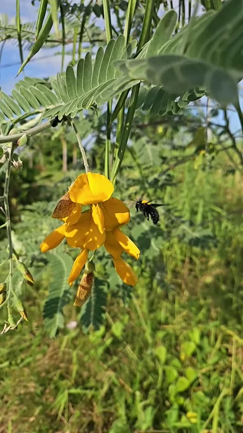 Bumblebee flying to flower slow motion. Stock Footage 280188333