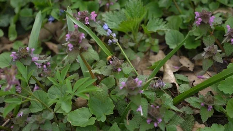 Bumblebee flying from one flower to another in slow motion Stock Footage 106028689