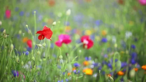 Bumblebee flying over blooming wildflowers in summer meadow Stock Footage 315536605