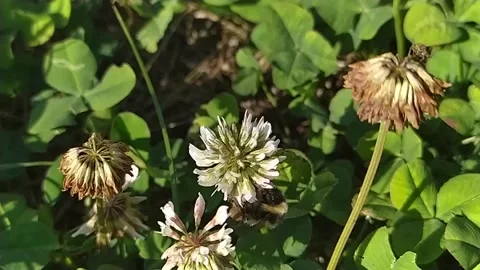 Bumblebee flying over flowers slow motion Stock Footage 205664787