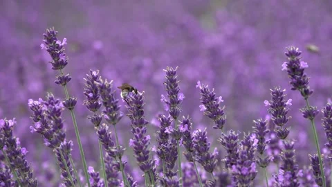 A bumblebee flying over the swaying stems of lavender flowers Video stock 157338285