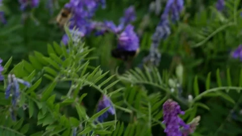 Bumblebee Flying on Purple Flowers 스톡 동영상 240645463