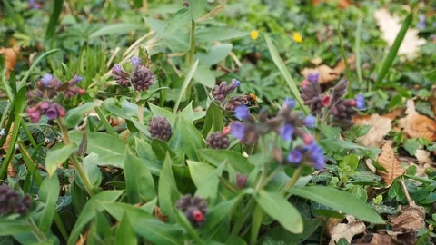 Bumblebee flying in slow motion between flowers Stock Footage 106028741