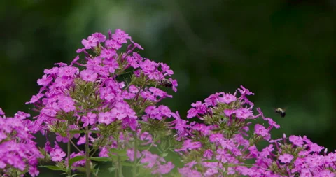 Bumblebee Flying - Slow Motion Stock Footage 244880645