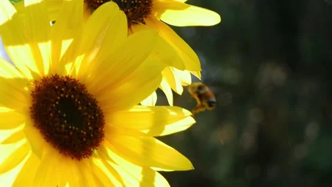 Bumblebee Flying On Sunflower Stock Footage 240645431