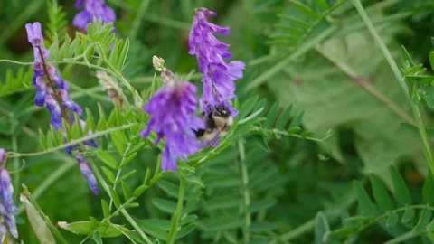 Bumblebee Flying on Vetsch Stock Footage 240645468
