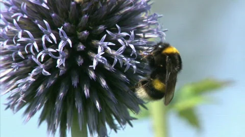 Bumblebee Stock Footage 494506