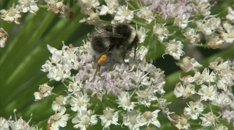 Bumblebee Stock Footage 499450