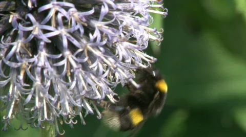 Bumblebee Stock Footage 510046