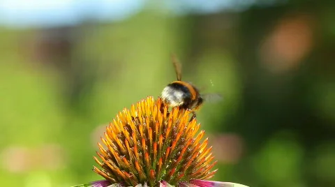 Bumblebee Stock Footage 779669
