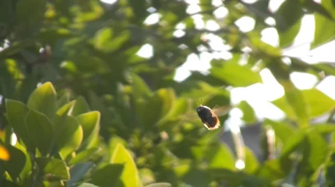 Bumblebee Stock-Footage 2904639