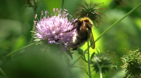 Bumblebee Stock Footage 7759865