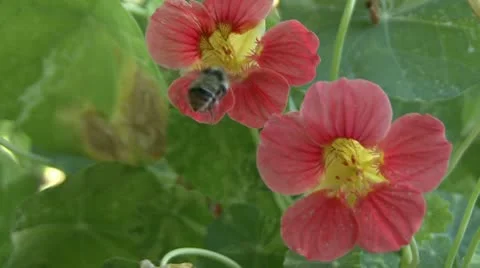 Bumblebee Stock Footage 10775484