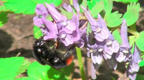 Bumblebee Video stock 10916758