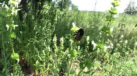 Bumblebee Video stock 11186258