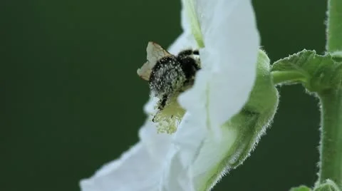 Bumblebee 库存影片 20604022