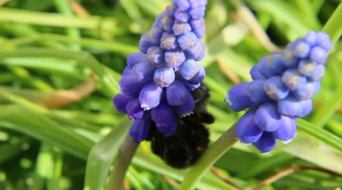 Bumblebee Video stock 22678065