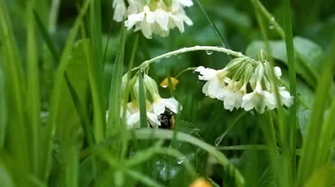 Bumblebee Stock Footage 23304717